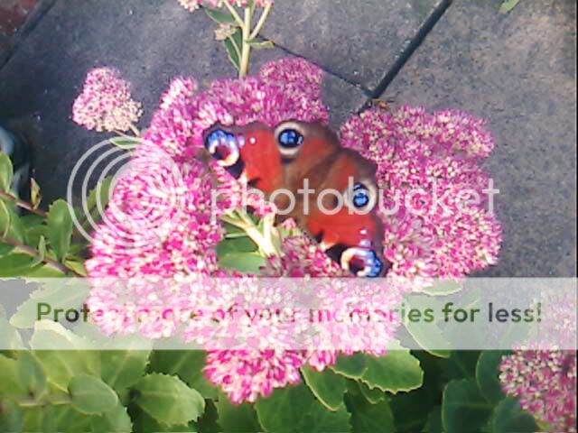 butterfly photos 132