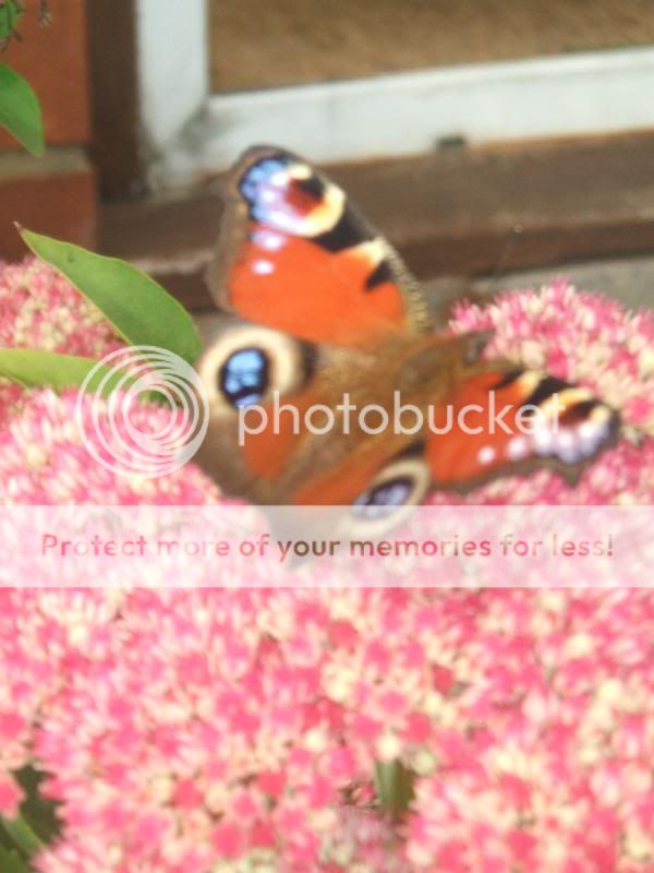 butterfly photos 153