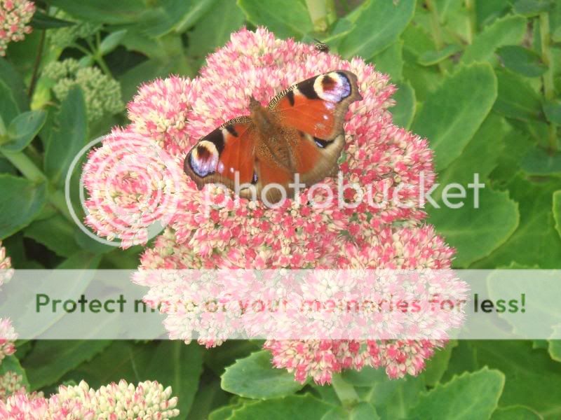 butterfly photos 177