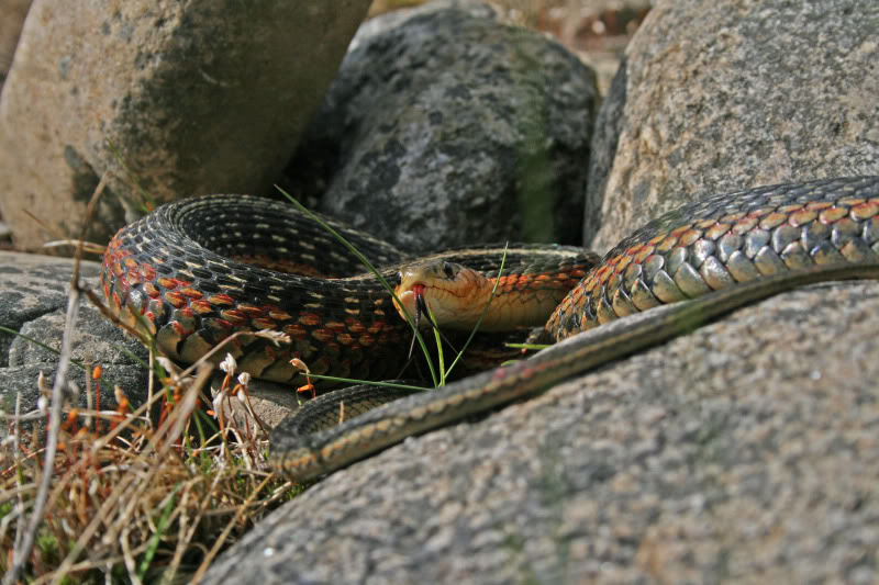 Photos de vos couleuvres rayées CouleuvreRayeauxGrandsJardins