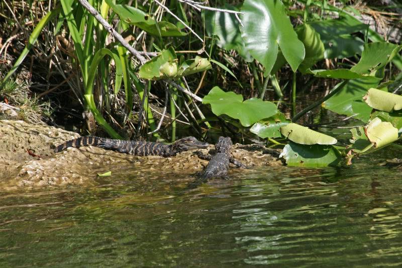 Everglades 2011 (melting pot) ... Alligator_2121