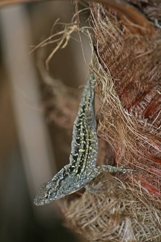 Pineland ( Everglades 2011 ) Anolis_1432