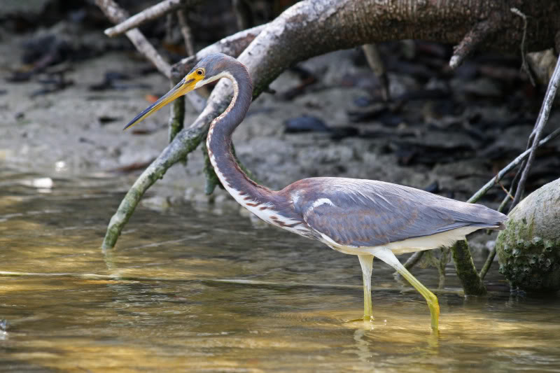 Everglades 2011 (melting pot) ... Atricolore_1706