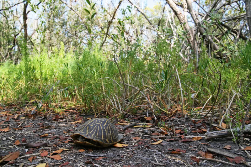 Coastal Prairie Trail (Everglades 2011) Box_1897