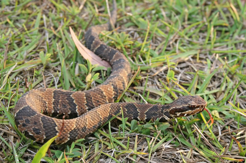 Pineland ( Everglades 2011 ) Cottonmouth_1196