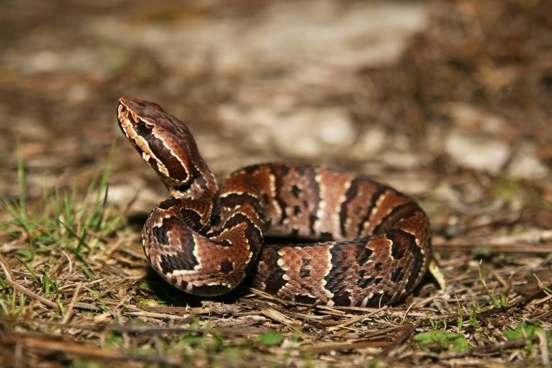 Pineland ( Everglades 2011 ) Cottonmouth_1774