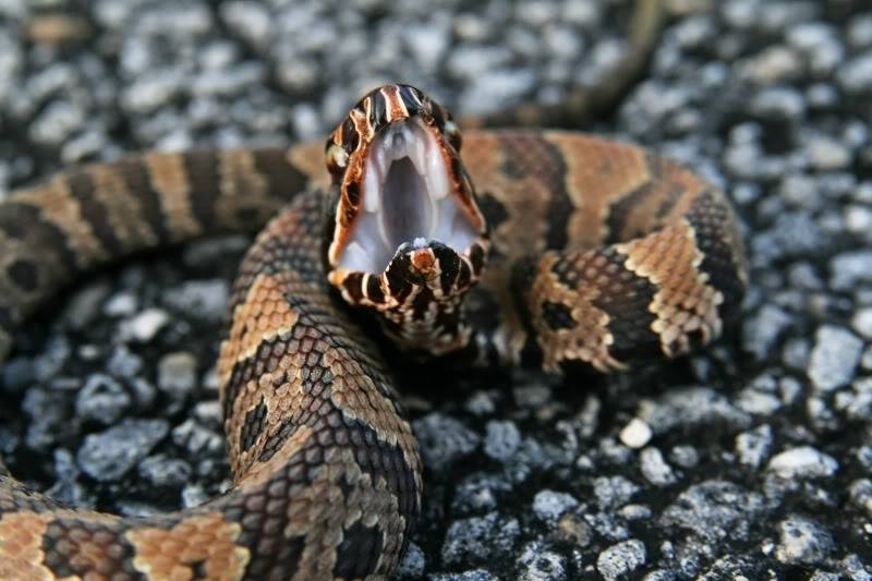 Pineland ( Everglades 2011 ) Cottonmouth_2242