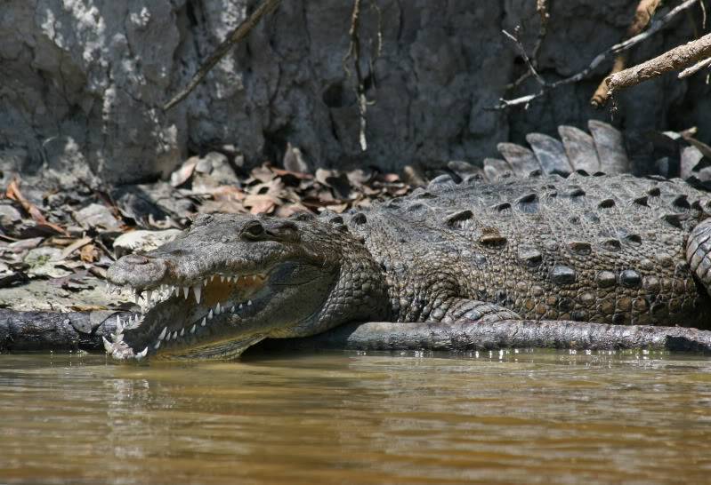 Crocodiles américains (mangrove) Everglades 2011 Crocodile_americain_1666