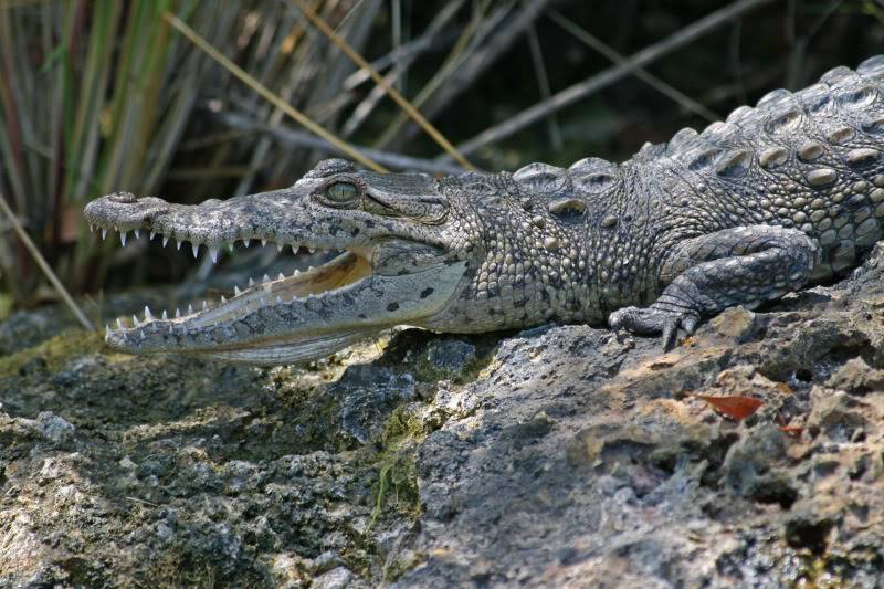 Crocodiles américains (mangrove) Everglades 2011 Crocodile_americain_1686