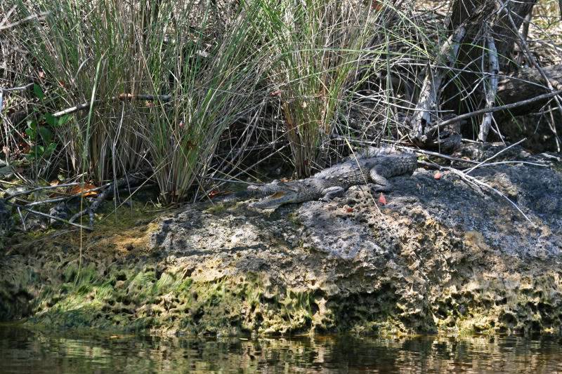 Crocodiles américains (mangrove) Everglades 2011 Crocodile_americain_1691