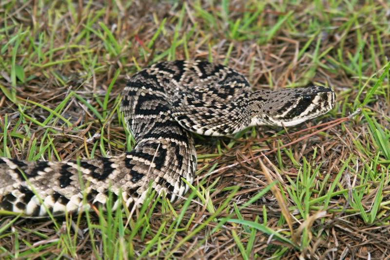 Pineland ( Everglades 2011 ) Diamondback_1752