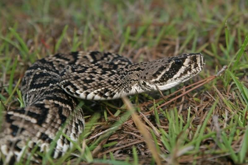 Pineland ( Everglades 2011 ) Diamondback_1756