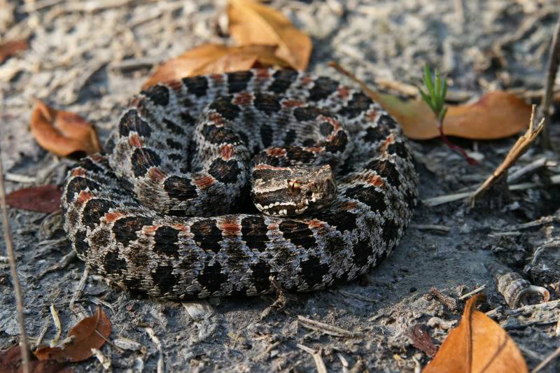 Coastal Prairie Trail (Everglades 2011) Dusky_Pygmy_Rattlesnake_1822