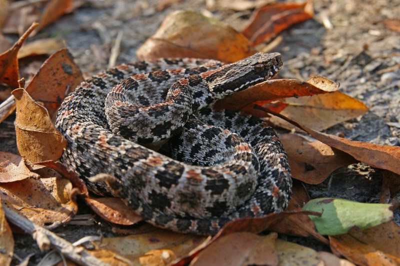 Coastal Prairie Trail (Everglades 2011) Dusky_Pygmy_Rattlesnake_1845