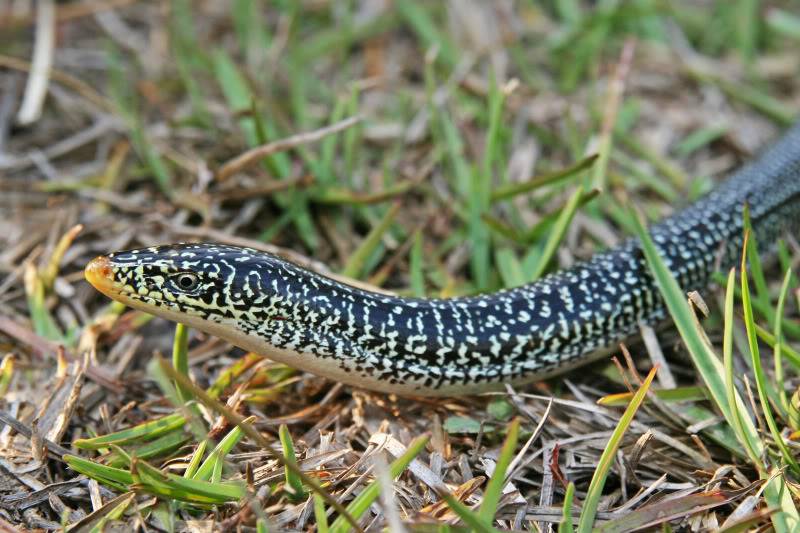 Pineland ( Everglades 2011 ) Glass_Lizard_1176