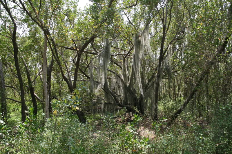 Coastal Prairie Trail (Everglades 2011) IMG_1148