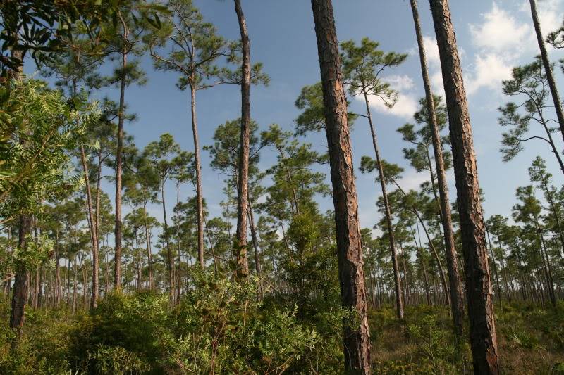 Pineland ( Everglades 2011 ) IMG_1170