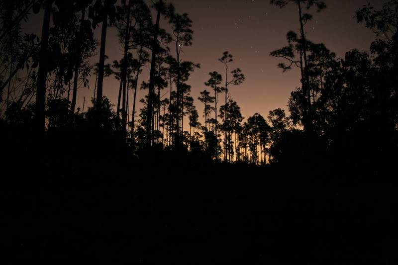 Pineland ( Everglades 2011 ) Pinelandnuit_1788