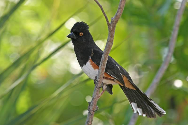 Pineland ( Everglades 2011 ) Tohi_1727