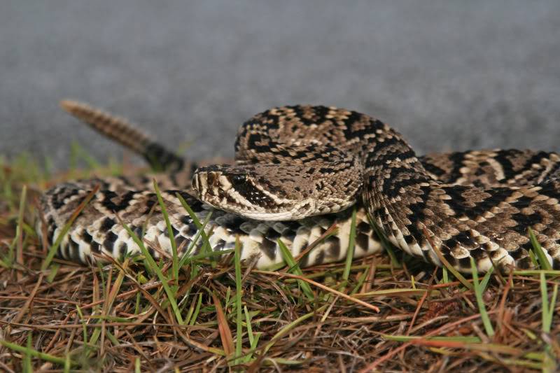 Pineland ( Everglades 2011 ) Diamondback