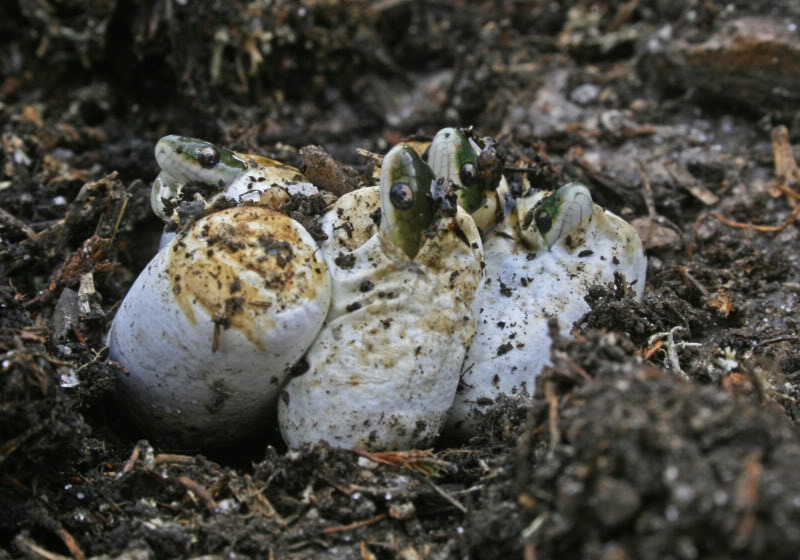 Votre herping le plus mémorable... PSLvernalis