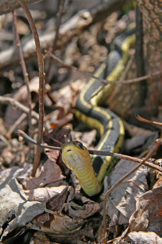 Photos de vos couleuvres rayées Tsirtalisnice