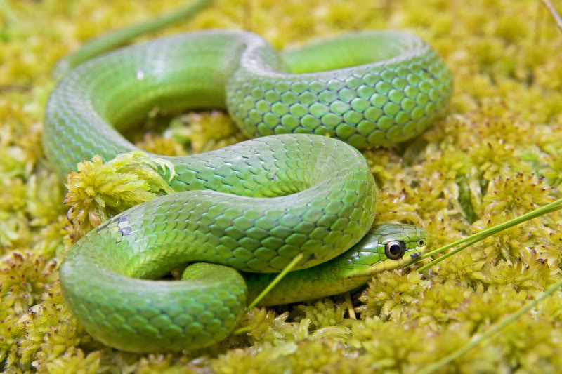 Habitat de la couleuvre verte. Couleuvreverte