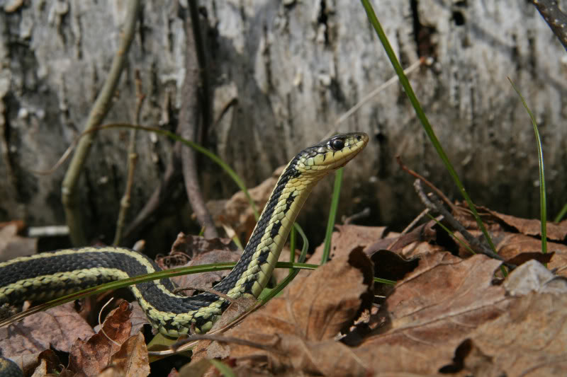 Photos de vos couleuvres rayées Mod1