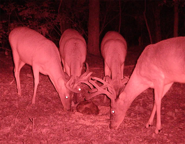 Couple trail cam pic 5-4