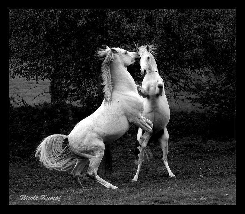 Konji Konji-ljubav
