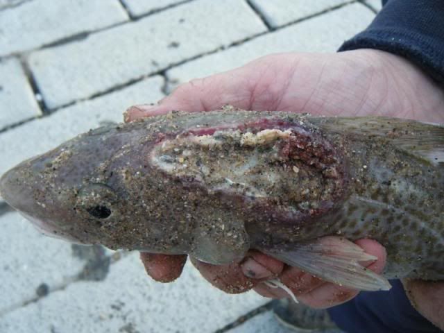 Rossall Cod DSCF1050