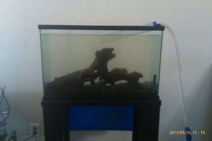 Setting up my 30g tank for C. travancoricus 168317_180772395286553_100000613809395_452228_3876765_n