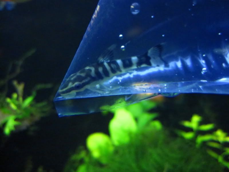 Zebra Otos and Sparkling Gouramis IMG_5480