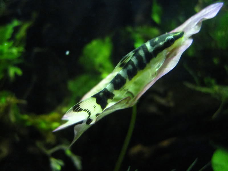 Zebra Otos and Sparkling Gouramis IMG_5505