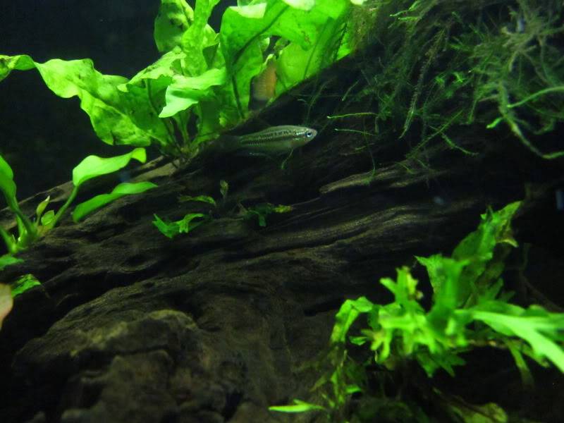 Zebra Otos and Sparkling Gouramis IMG_5521