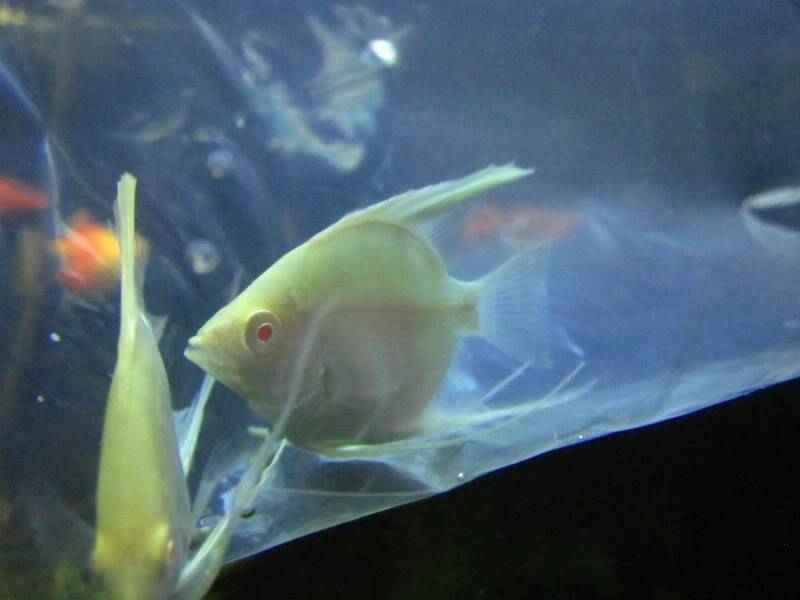 Albino Angelfish! IMG_5560