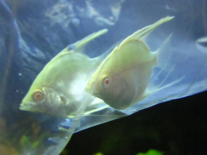 Albino Angelfish! IMG_5561