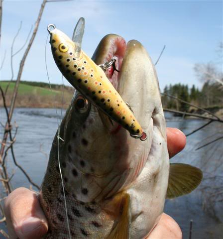 Mes premires brunes de la saison ... ( le poisson la! ) 10Mai2008006aSmall