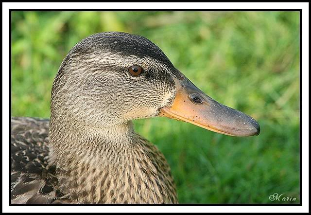 Photos de canards 3-4-5Aot2007011bSmall