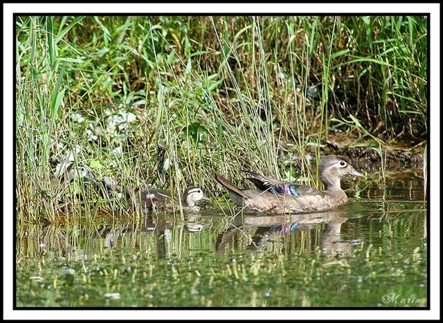 Photos de canards 3-4-5Aot2007058aSmall