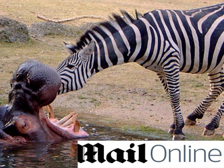Zebra vira dentista para ficar com hipopótamo Zebra1-m-20100312