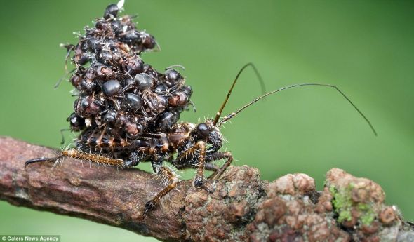 马来西亚摄影师拍到杀手虫背蚂蚁尸体防御敌人(组图) U2727P2DT20120507071629