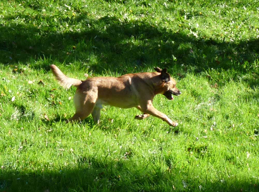 Wifi a adopté de nouveaux humains ! Chien-fugue