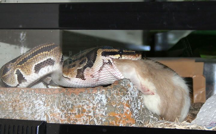 Dinner Time. (snake) 14thMarch2012