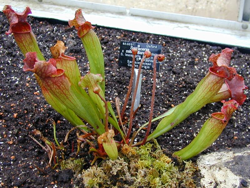 Ma première plante carnivore  - Sarracenia P3105192_zpsb1d25211