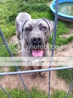 Walter - Cane Corso - Page 6 IMG_0327