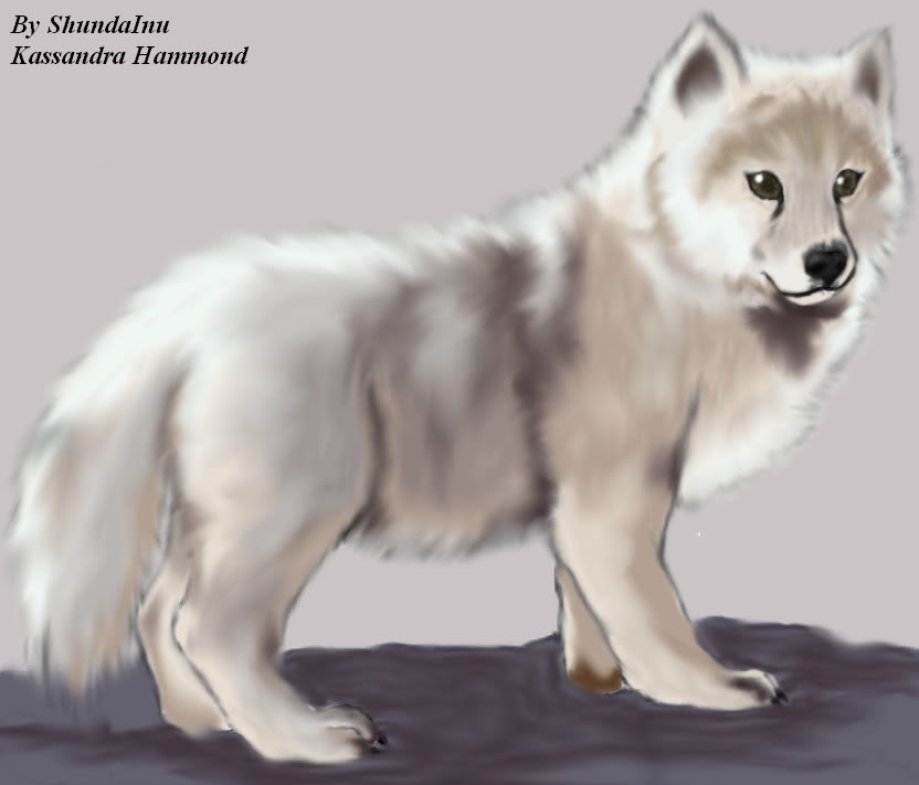 Hatori Inuzuka Wolf_pup_by_ShundaInu