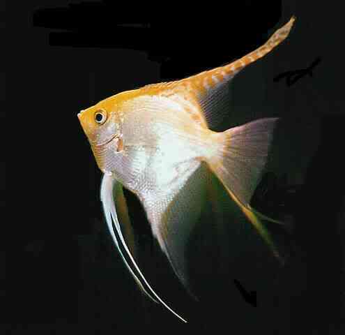 Angel Fish Angelfish_Gold_Black20Background_00