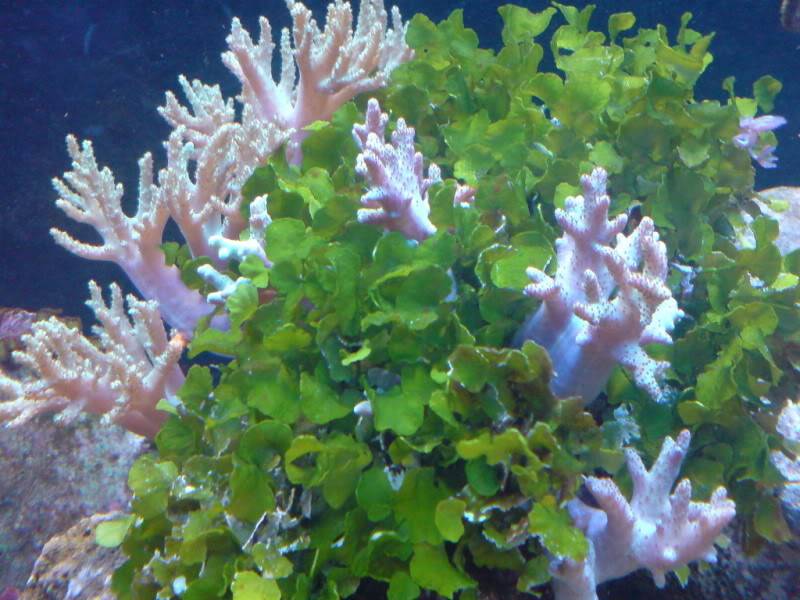 aquarium marin / El acuario marino DSC02539