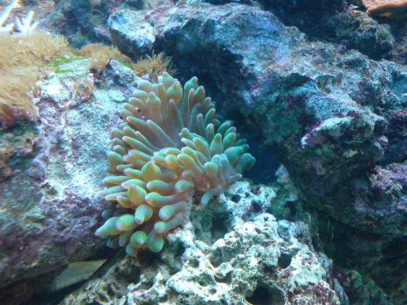 aquarium marin / El acuario marino DSC02550